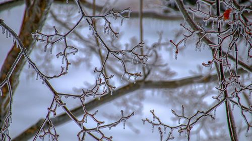 Bare tree by frozen lake during winter