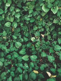 Full frame shot of leaves on field