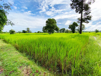 Scenic view of agricultural field against sky