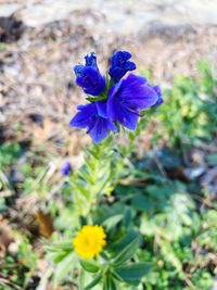 flowering plant