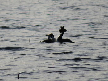 Ducks swimming in lake