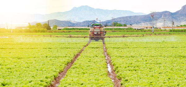 Scenic view of agricultural field against sky