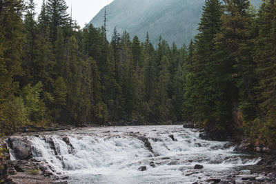 Scenic view of waterfall in forest