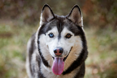 Close-up portrait of dog