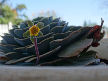 Close-up of flower against sky