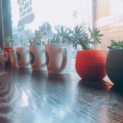 Close-up of potted plant on table at home