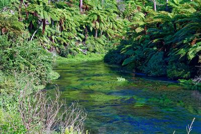 Scenic view of river amidst trees in forest
