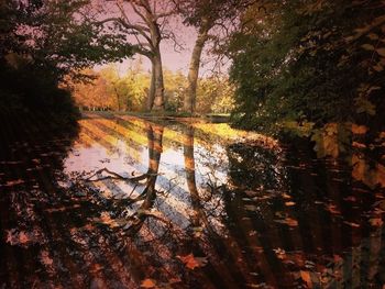 Reflection of trees in pond