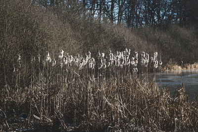 Scenic view of lake with trees in background