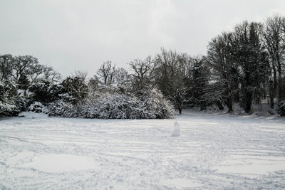 Trees on snow covered landscape