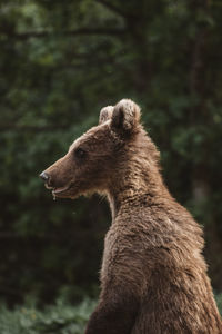 Portrait of a brown  bear cub in the wilderness forest. romania,transylvania.
