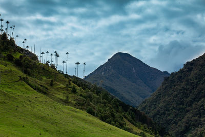 View of the beautiful cloud forest and the quindio wax palms at the cocora valley  in colombia.