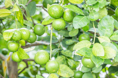 Close-up of fruits growing on tree