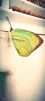 Close-up of butterfly on leaf