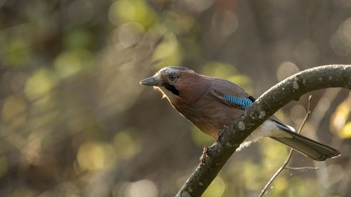 Close-up of bird perching on branch