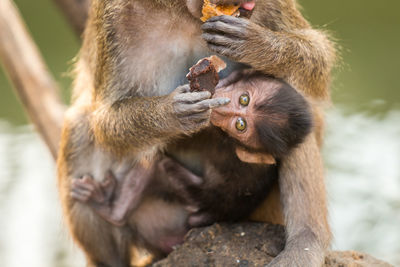 Close-up of young monkey