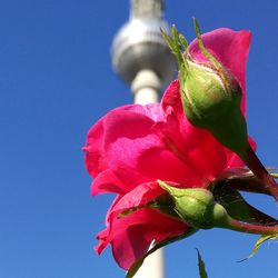 Close-up of pink rose flower against blue sky