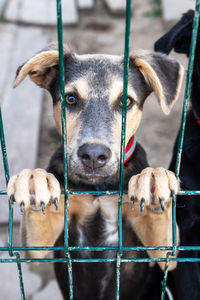 Close-up of dog