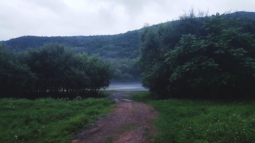 Scenic view of river amidst trees against sky