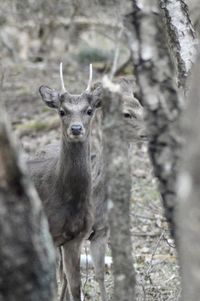 Close-up of deer