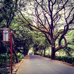 Empty road along trees