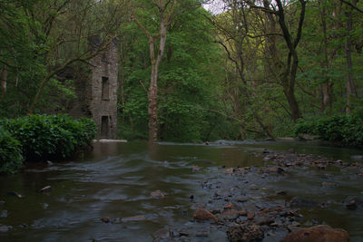 Scenic view of river amidst trees in forest