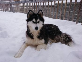 Portrait of dog on snow