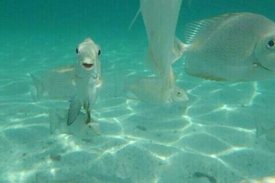 Fish swimming in sea