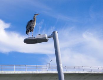 Low angle view of bird perching against sky