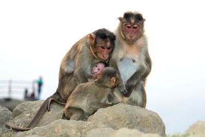 Monkey sitting on rock against sky