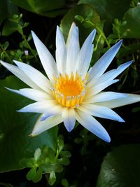 Close-up of lotus water lily