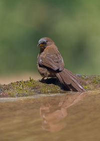 Close-up of bird perching on wood