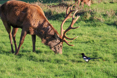 Deer in a field