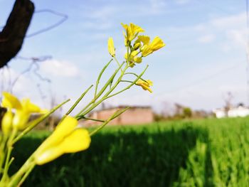 Close-up of yellow flower on field against sky
