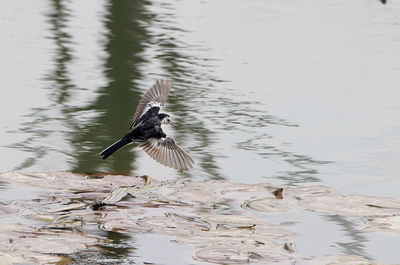 White wagtail hunting insects 