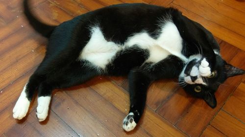 High angle view of cat sleeping on hardwood floor