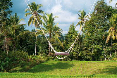 Scenic view of palm trees on field against sky