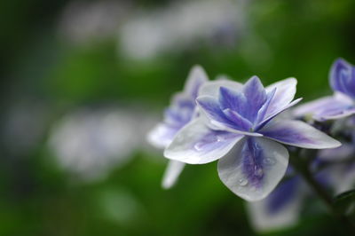 Close-up of flower blooming outdoors