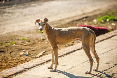 Portrait of dog standing on footpath