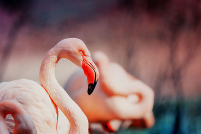 Flirting pink flamingo