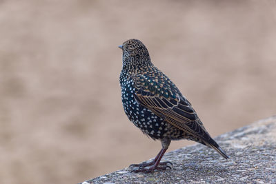 Close-up of bird perching on retaining wall