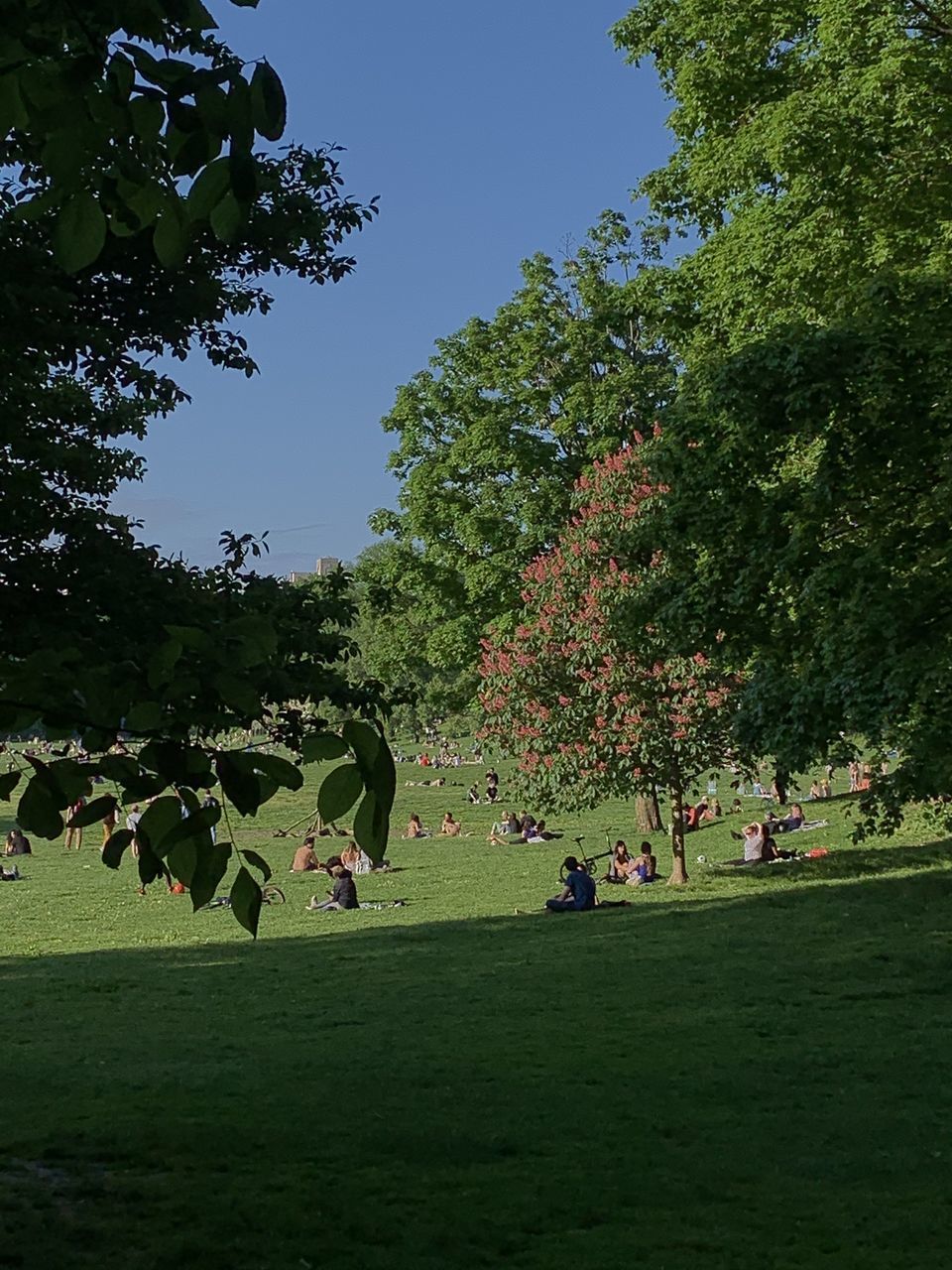 VIEW OF TREES ON FIELD