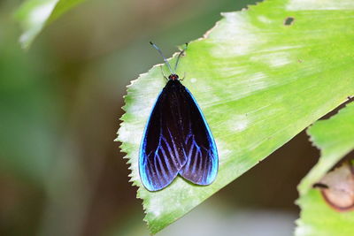 Close-up of butterfly on leaf