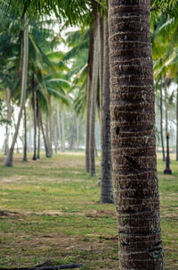 View of trees in forest