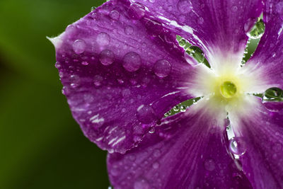 Close-up of water drops on pink flower