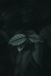 Close-up of lotus leaves against black background