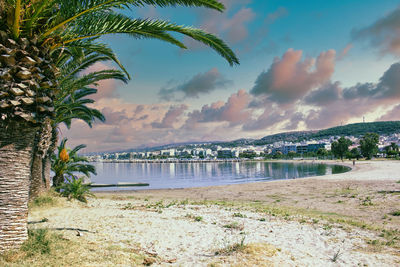 Palm trees on beach against sky