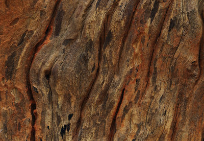 Full frame shot of tree trunk