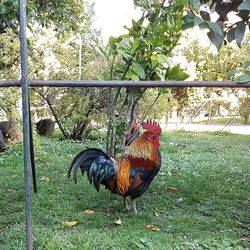 Close-up of rooster on field