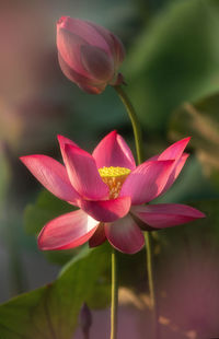 Close-up of pink water lily